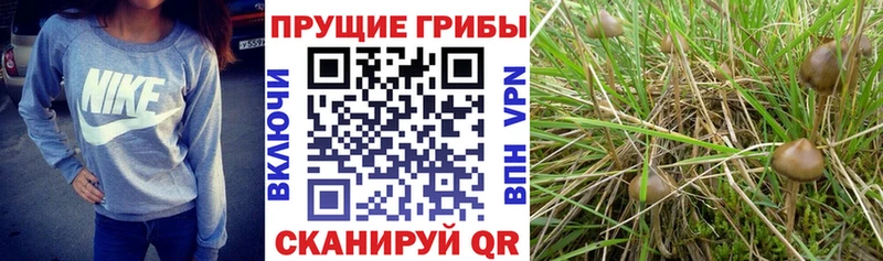 закладка  Дивногорск  Псилоцибиновые грибы MAGIC MUSHROOMS 